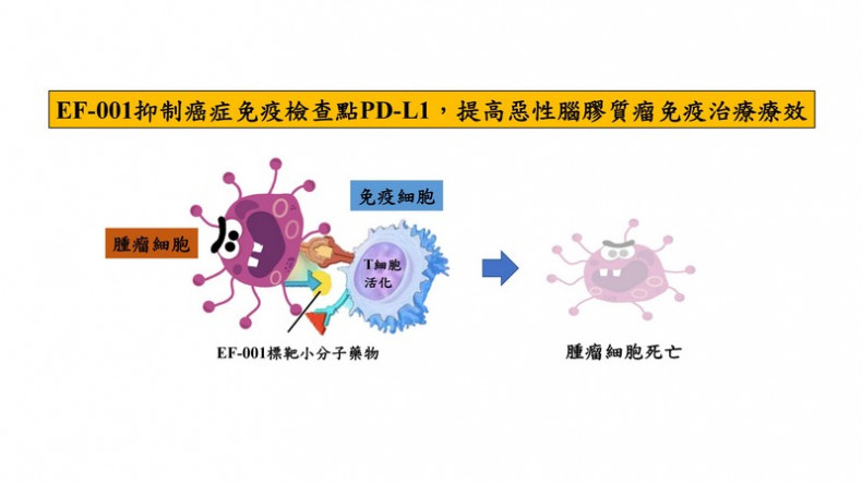 EF-001用於抑制癌症免疫檢查點PD-L1，使免疫T細胞活化，增強惡性膠質母細胞瘤免疫治療效果